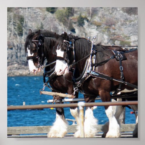 Beautiful belgian harness working horses poster