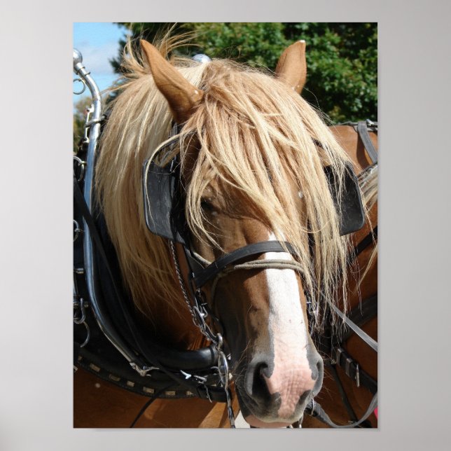 Beautiful Belgian Poster (Front)