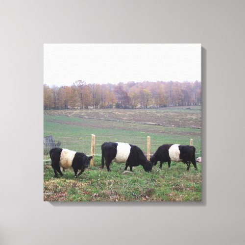Beautiful Belted Galloway Herd in Fall Canvas Print