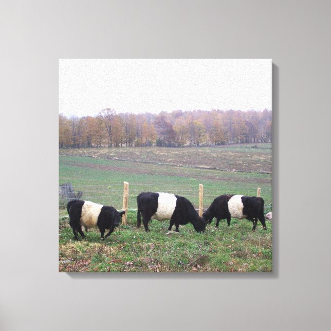 Beautiful Belted Galloway Herd in Fall Canvas Print (Front)