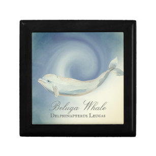 Beautiful Beluga Whale, Delphinapterus Leucas Gift Box