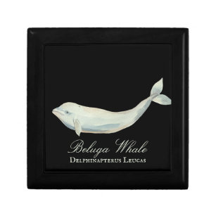 Beautiful Beluga Whale, Delphinapterus Leucas Gift Box