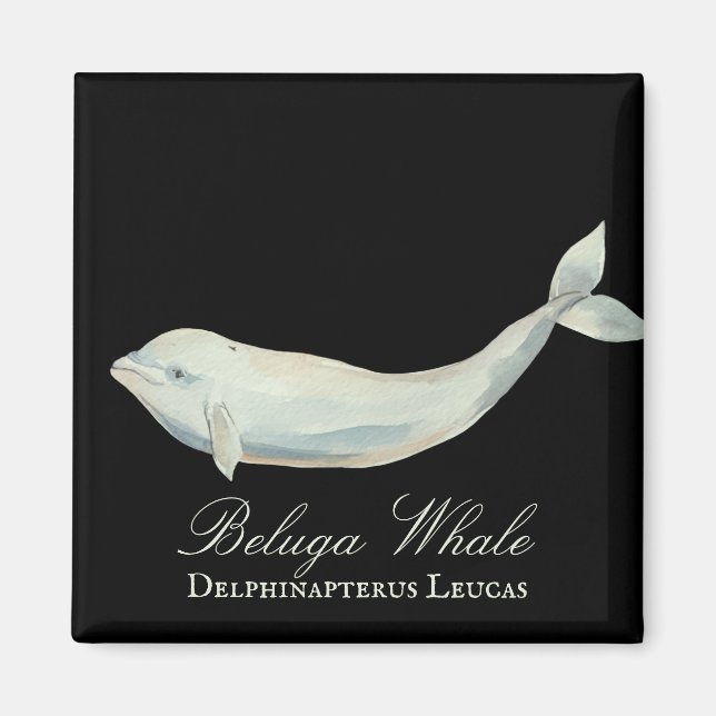 Beautiful Beluga Whale, Delphinapterus Leucas Magnet (Front)