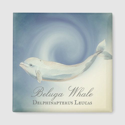 Beautiful Beluga Whale Delphinapterus Leucas Magnet