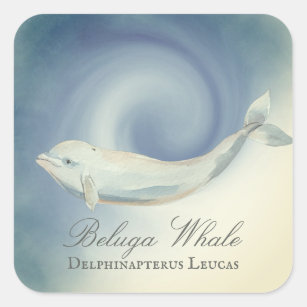 Beautiful Beluga Whale, Delphinapterus Leucas Square Sticker