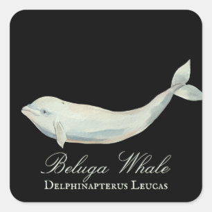 Beautiful Beluga Whale, Delphinapterus Leucas Square Sticker