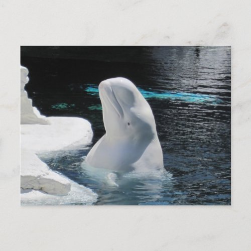 Beautiful Beluga White Whale Postcard