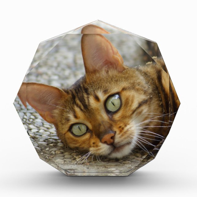 Beautiful Bengal Cat Award (Front)