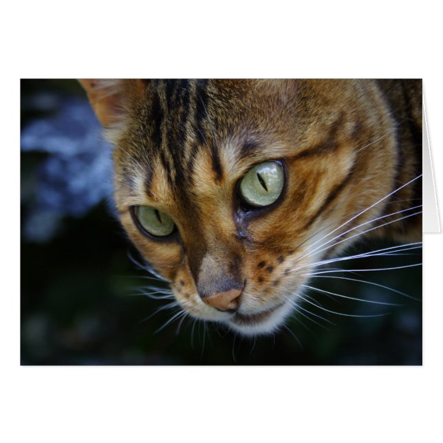 Beautiful Bengal Cat Cards (Front Horizontal)