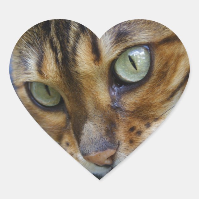 Beautiful Bengal Cat Heart Sticker (Front)
