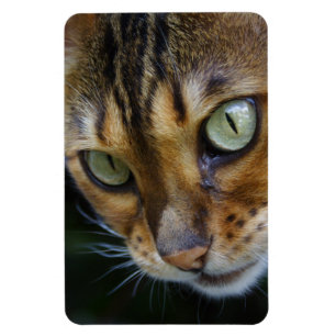 Beautiful Bengal Cat Magnet