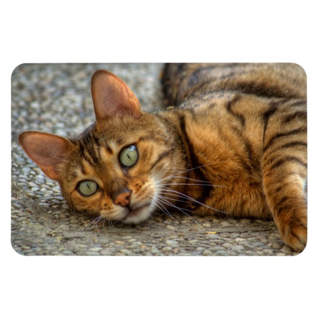 Beautiful Bengal Cat Magnet (Horizontal)