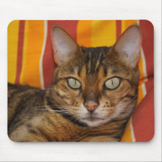 Beautiful Bengal Cat Mouse Pad