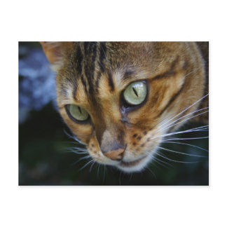 Beautiful Bengal Cat Postcard