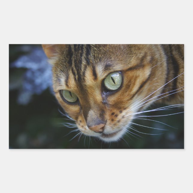 Beautiful Bengal Cat Rectangular Sticker (Front)
