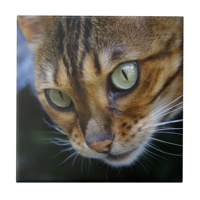 Beautiful Bengal Cat Tile (Front)