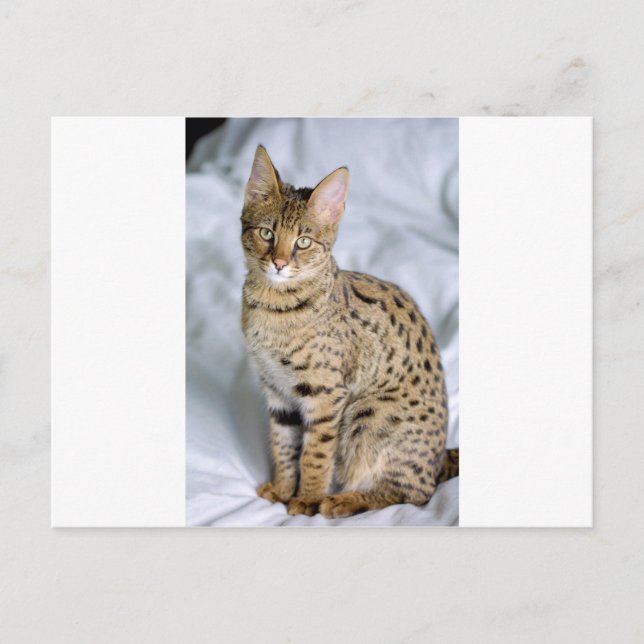 Beautiful Bengal Cute Cat Face Postcard (Front)