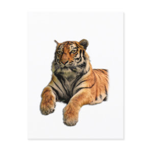Beautiful Bengal Tiger Face & Paws Photo Postcard