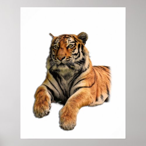 Beautiful Bengal Tiger Face  Paws Photo Poster