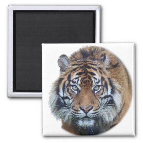 Beautiful Bengal Tiger Face Photo Magnet