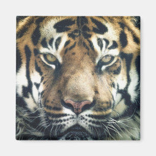 Beautiful Bengal Tiger Face Photo Magnet