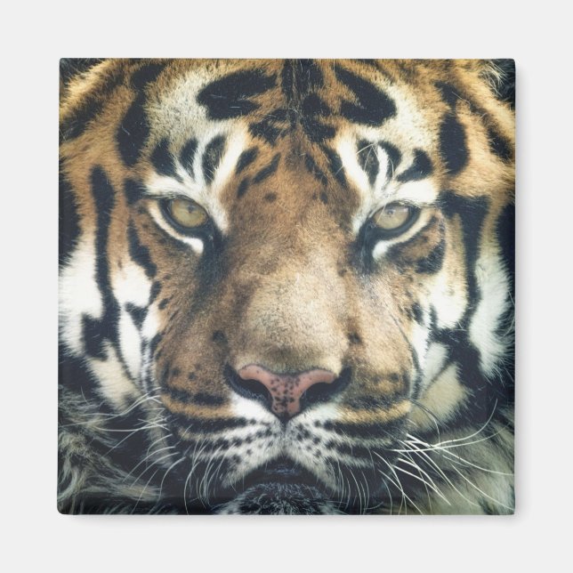 Beautiful Bengal Tiger Face Photo Magnet (Front)