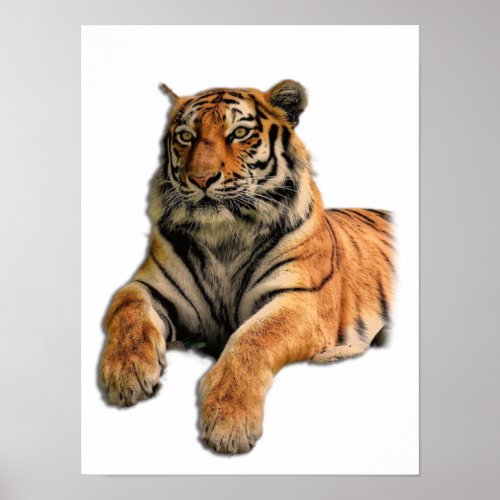 Beautiful Bengal Tiger Face Photo Poster