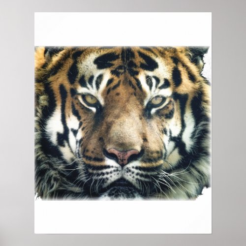 Beautiful Bengal Tiger Face Photo Poster