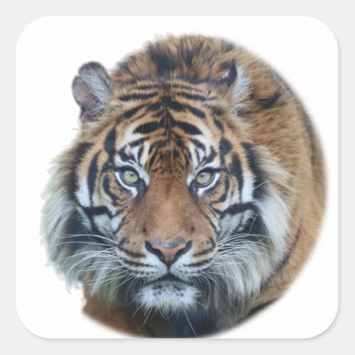 Beautiful Bengal Tiger Face Photo Square Sticker