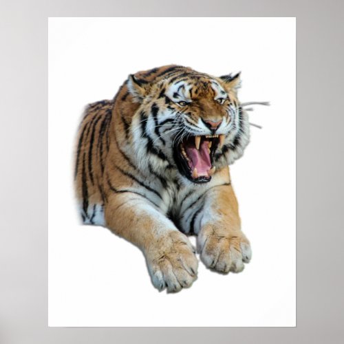 Beautiful Bengal Tiger Face  Teeth Photo Poster