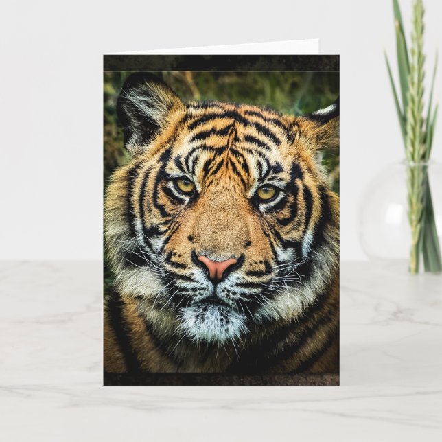 Beautiful Bengal Tiger Portrait - Card (Front)