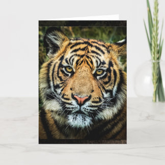 Beautiful Bengal Tiger Portrait - Card