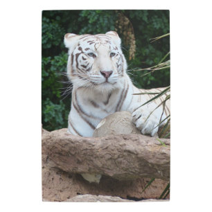 Beautiful Bengal White Tiger Photography Metal Print