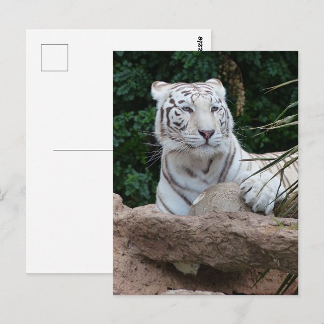 Beautiful Bengal White Tiger Photography Postcard (Front/Back)