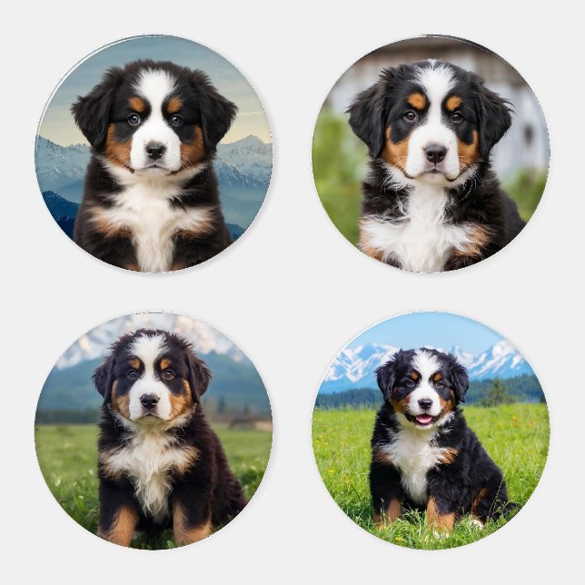 Beautiful Bernese Mountain Dog Coaster Set (Set)