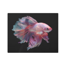 Beautiful Betta