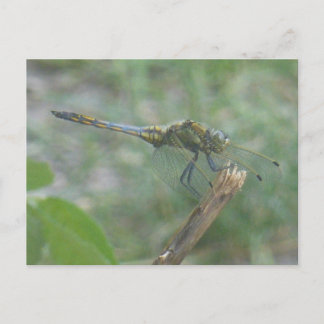 Beautiful Big Blue Yellow Dragonfly DIY Postcard