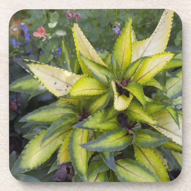 Beautiful Big Bright Green Leaves Drink Coaster (Front)