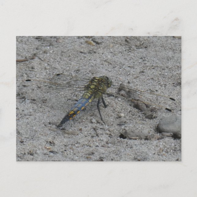 Beautiful Big Dragonfly on Ground DIY Postcard (Front)