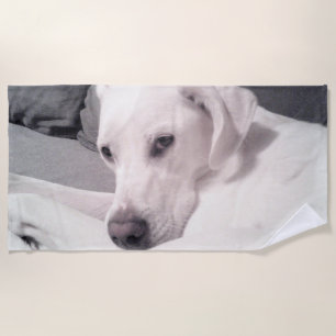 Beautiful Big White Dog Face Gray Beach Towel