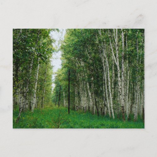 Beautiful Birch Tree Forest Canvas Print Postcard