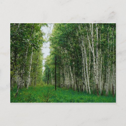 Beautiful Birch Tree Forest Postcard