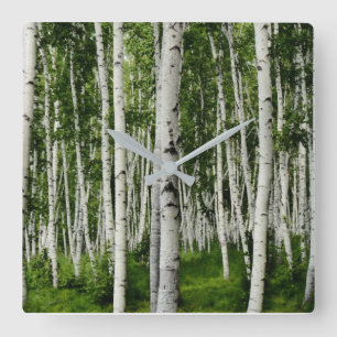 Beautiful Birch Tree Forest Square Wall Clock