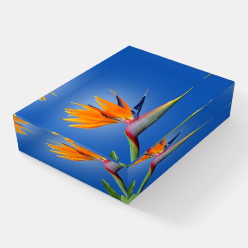 Beautiful Bird of Paradise Strelitzia Flower Paperweight