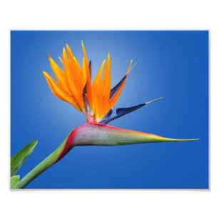 Beautiful Bird of Paradise Strelitzia Flower Photo Print