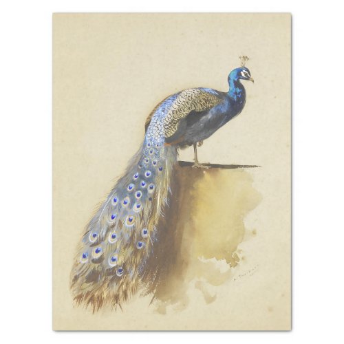 Beautiful Bird Peacock Vintage Watercolor Tissue Paper