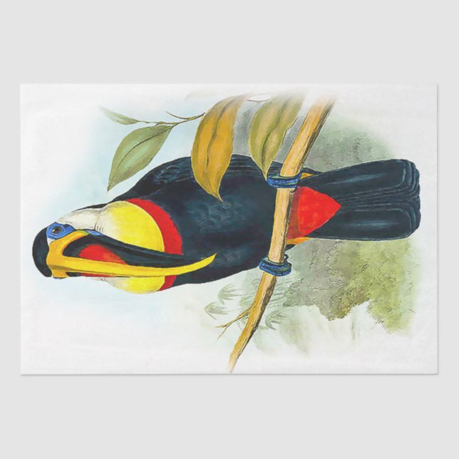 Beautiful Bird Vintage Toucan Tissue Paper (Front)