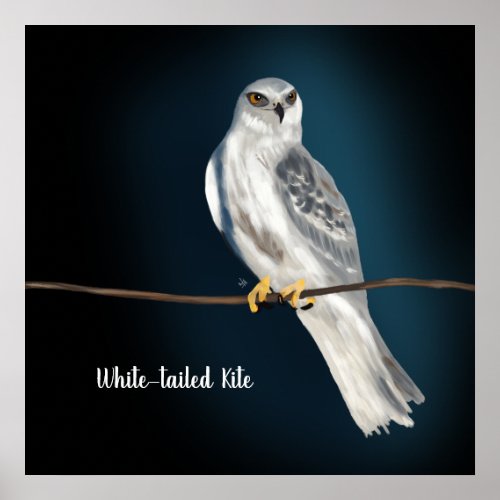 Beautiful Bird  White_tailed Kite Drawing  Poster