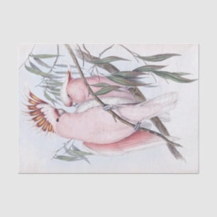 Beautiful birds cockatoo pale pink cacatua  tissue paper