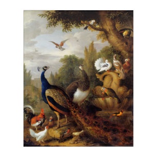 Beautiful Birds Peacock Peahen Parrots Canary     Acrylic Print